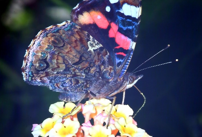 Le meraviglie  La farfalla caleidoscopio